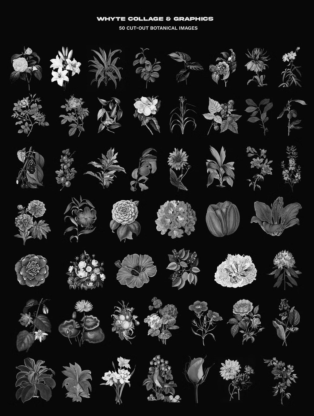WHYTE Collage and Graphics